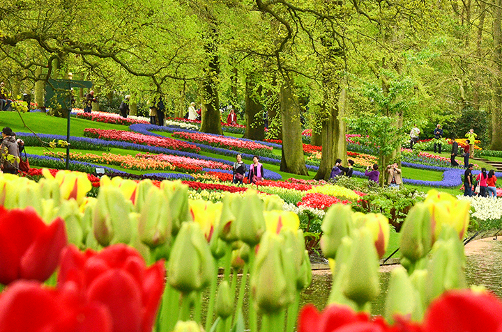 Du Lịch Châu Âu Khám phá lễ hội hoa Keukenhof (T4/2015)